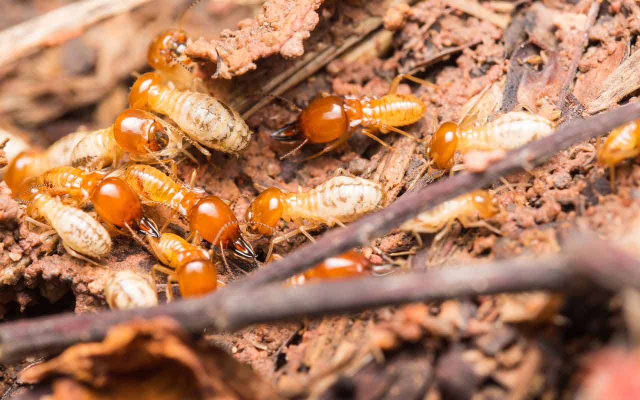 Read about the termite types that can in your home