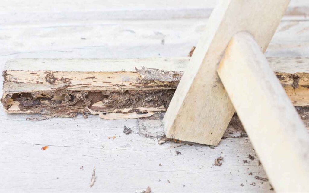 Drywall Signs Of Termites In Your Home All You Need To Know
