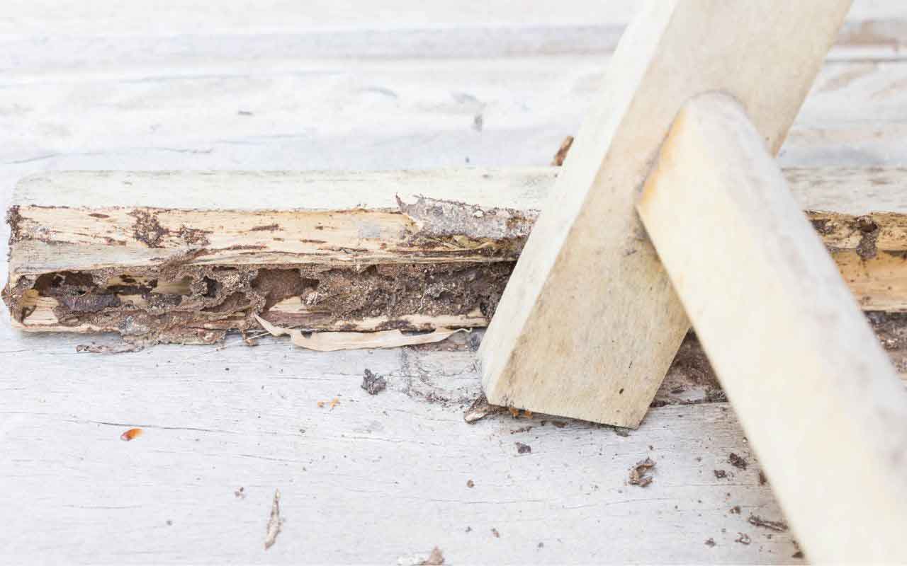 Avoid attracting termites on your property